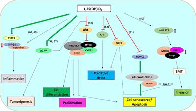 Vitamin D: Possible Therapeutic Roles in Hepatocellular Carcinoma